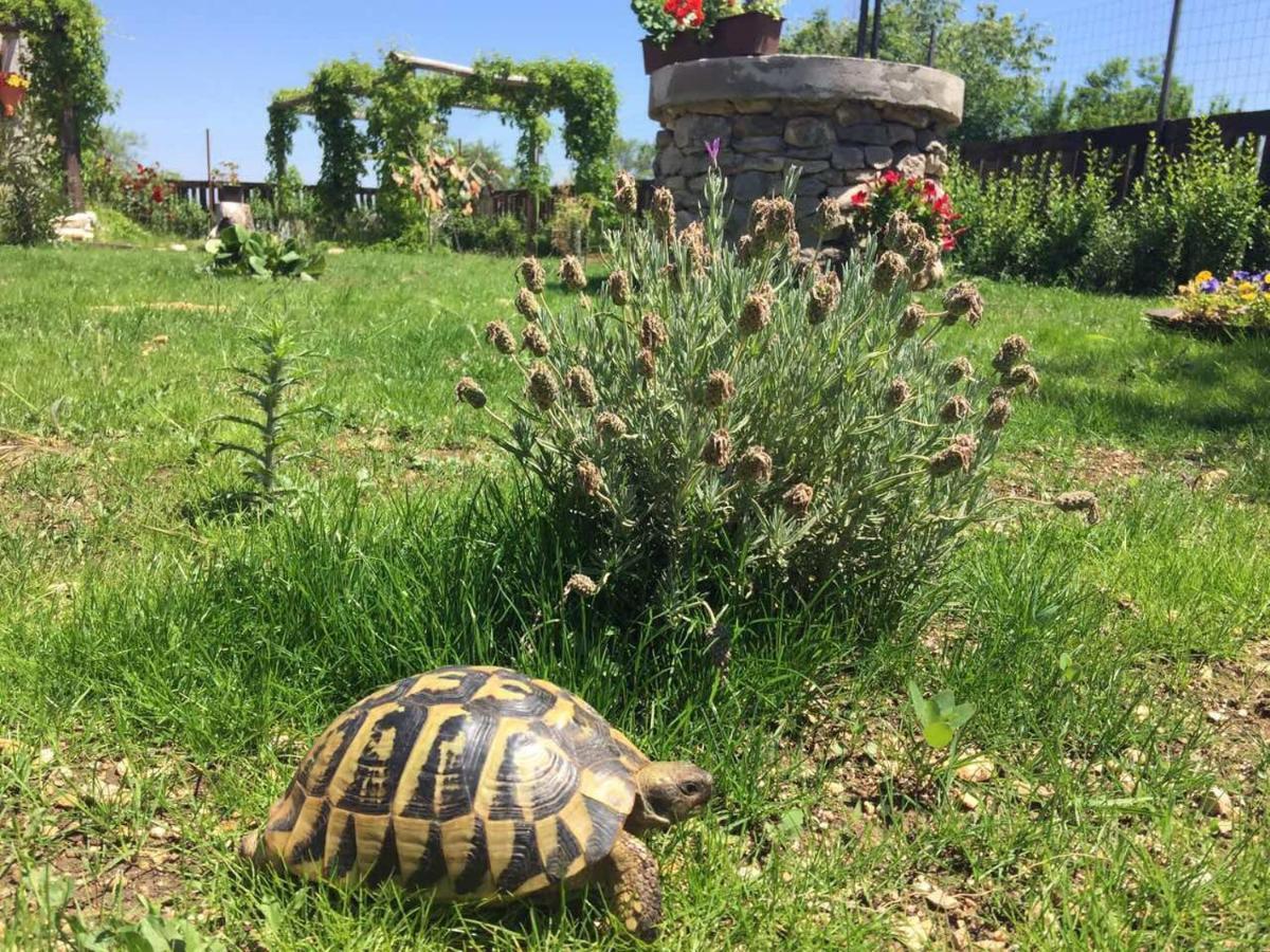 Kuca Za Odmor Joko I Jeka Villa Bogatić Dış mekan fotoğraf